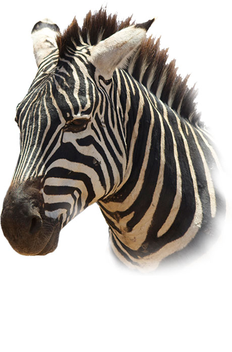 Gallery of trips past